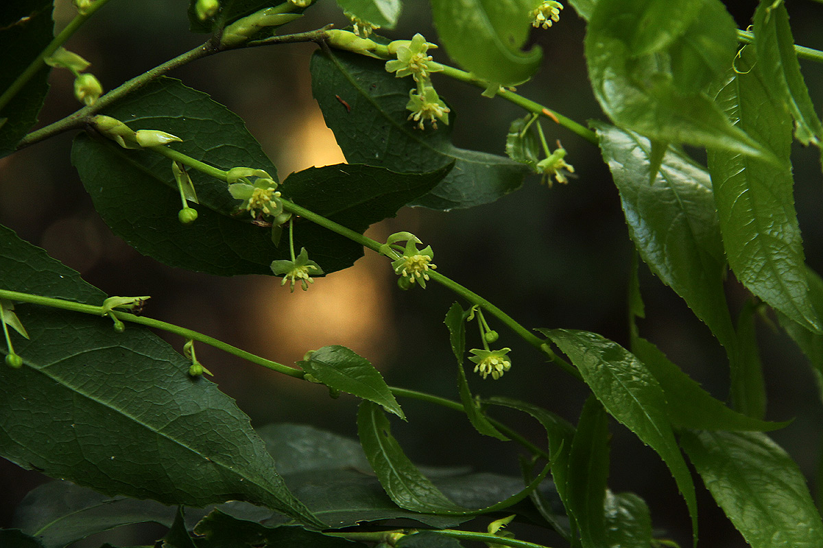 Drypetes arguta