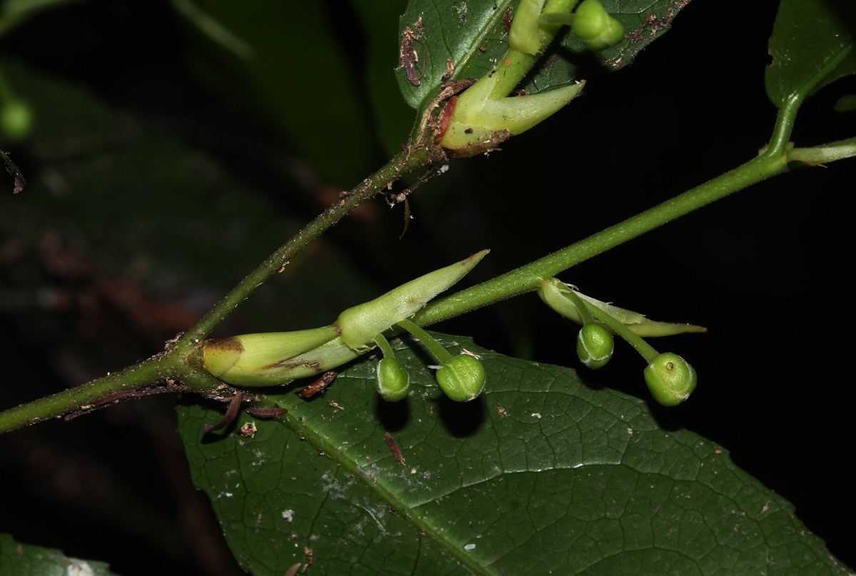Drypetes arguta