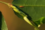 Drypetes arguta