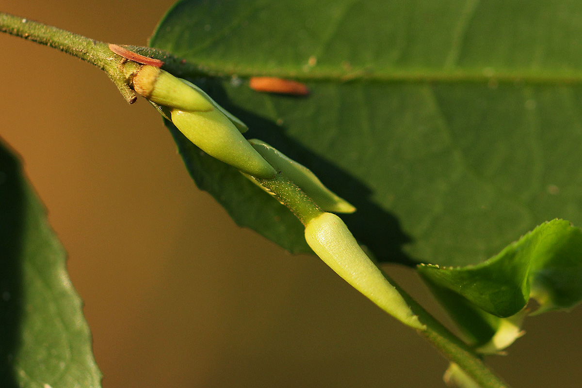 Drypetes arguta