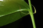 Drypetes arguta
