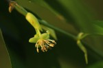 Drypetes arguta