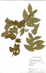 Drypetes arguta