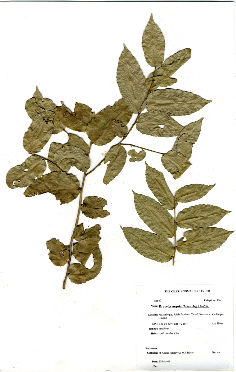 Drypetes arguta