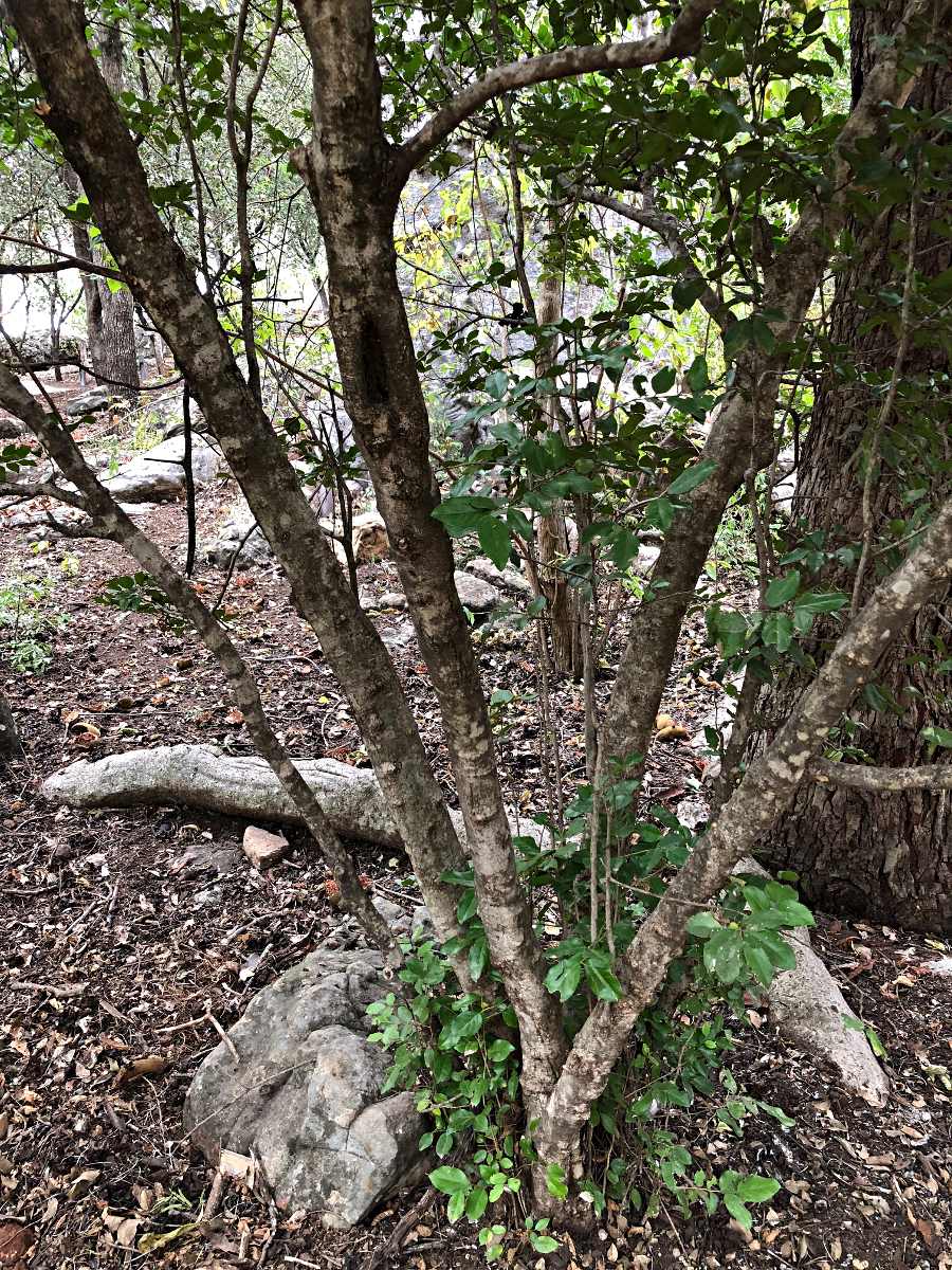 Drypetes gerrardii var. gerrardii