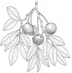 Drypetes mossambicensis