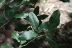 Drypetes mossambicensis