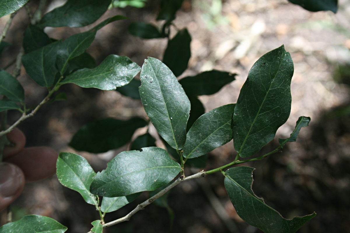 Drypetes mossambicensis