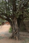 Drypetes mossambicensis
