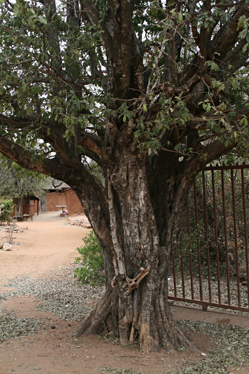Drypetes mossambicensis