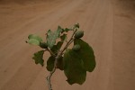 Drypetes mossambicensis
