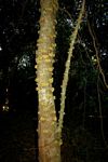 Drypetes natalensis var. natalensis