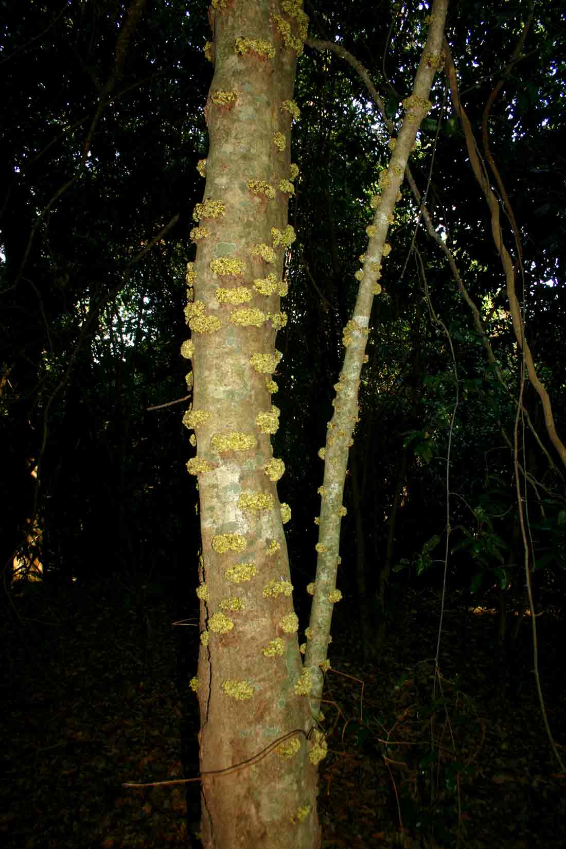 Drypetes natalensis var. natalensis