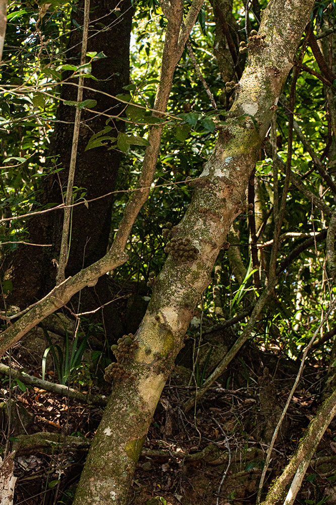 Drypetes natalensis var. natalensis