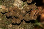 Drypetes natalensis var. natalensis