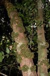 Drypetes natalensis var. natalensis