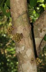 Drypetes natalensis var. natalensis
