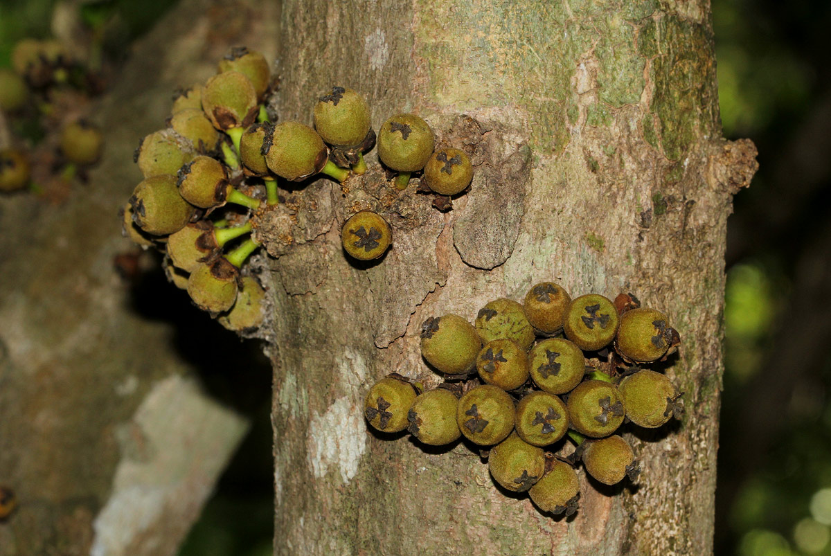 Drypetes natalensis var. natalensis