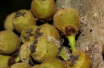 Drypetes natalensis var. natalensis