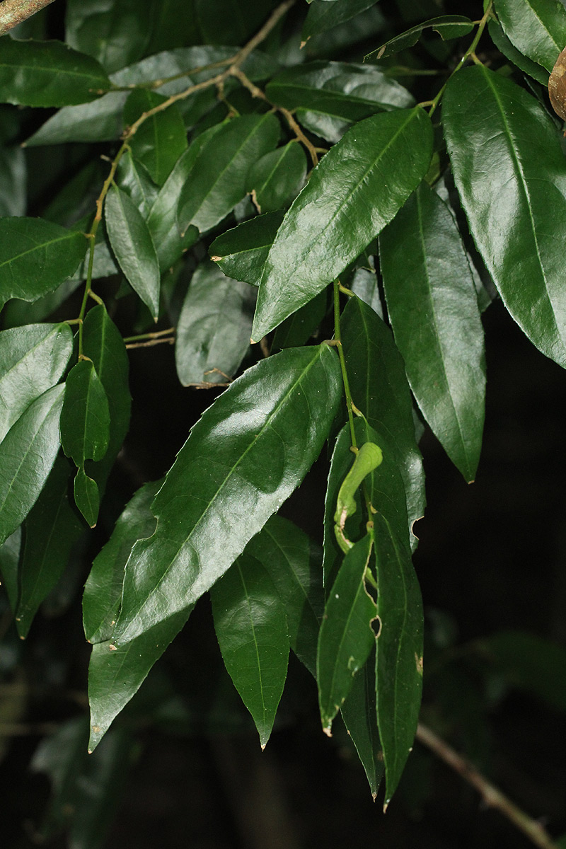 Drypetes natalensis var. natalensis