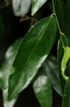 Drypetes natalensis var. natalensis