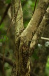 Drypetes reticulata