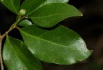 Drypetes reticulata