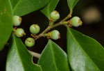 Drypetes reticulata