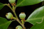 Drypetes reticulata