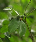 Drypetes reticulata