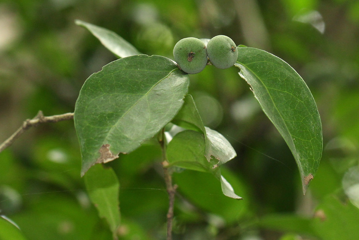 Drypetes reticulata
