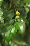 Drypetes reticulata