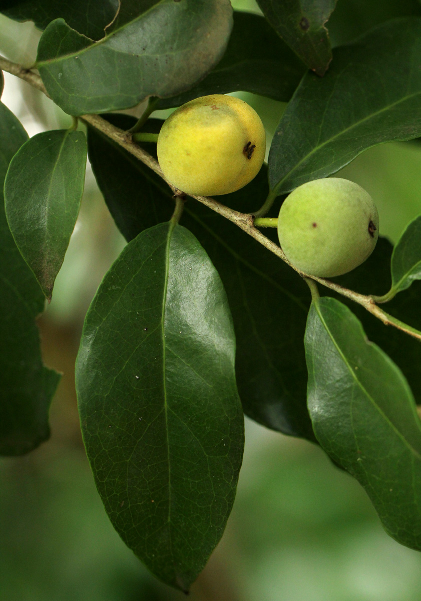 Drypetes reticulata