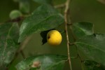 Drypetes reticulata