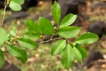 Drypetes reticulata