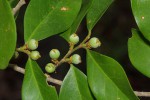Drypetes reticulata