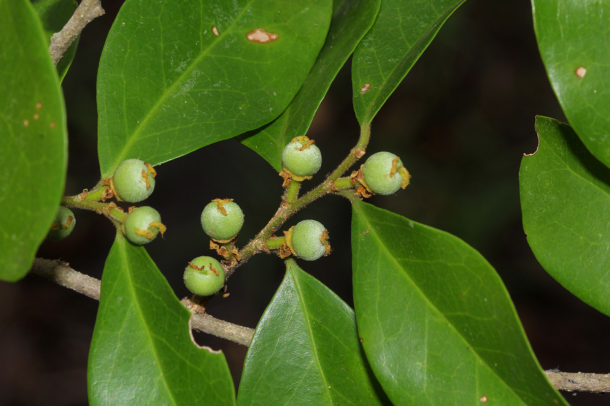 Drypetes reticulata