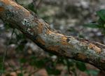 Hymenocardia acida var. acida