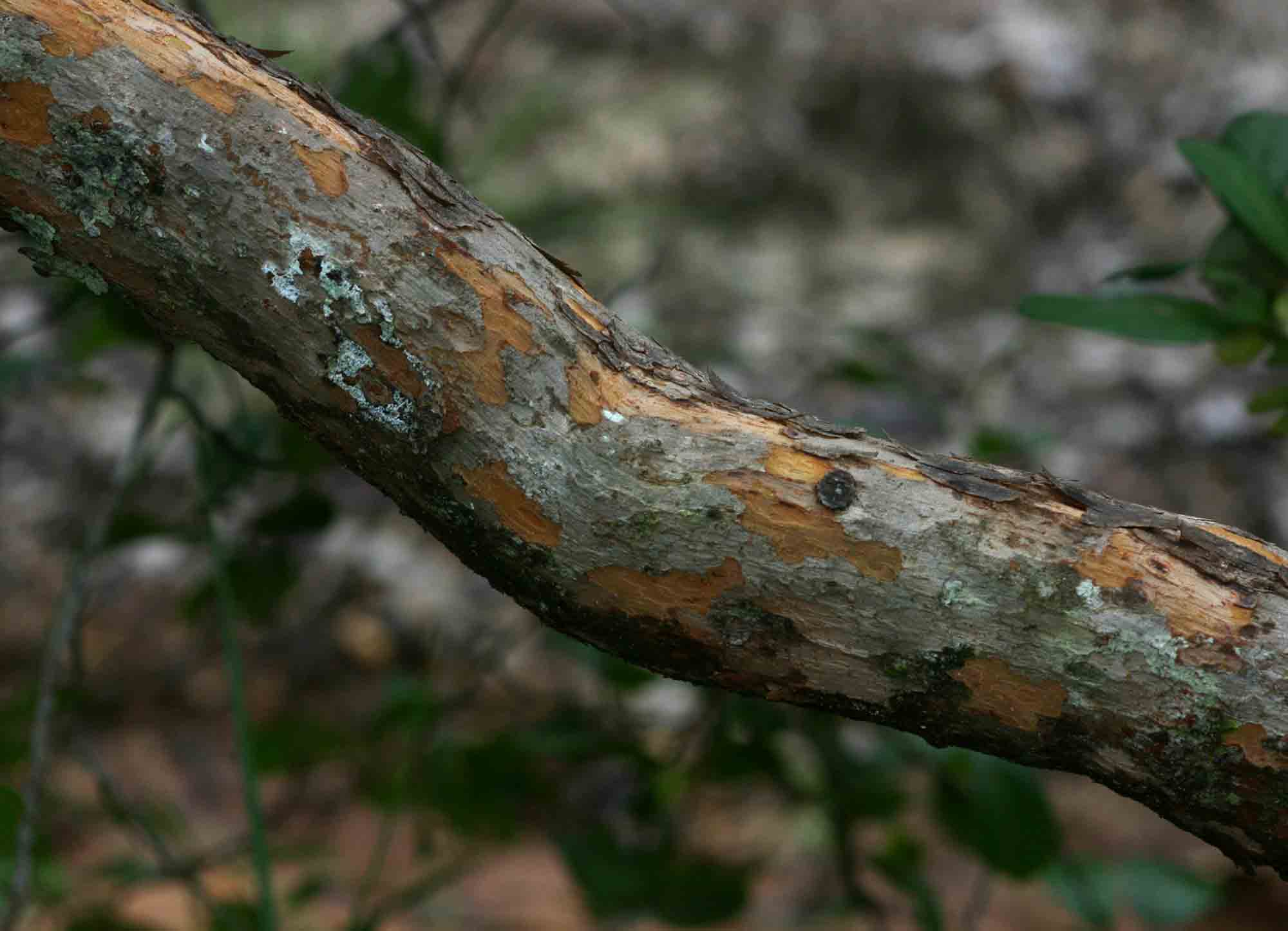 Hymenocardia acida var. acida