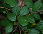 Hymenocardia acida var. acida