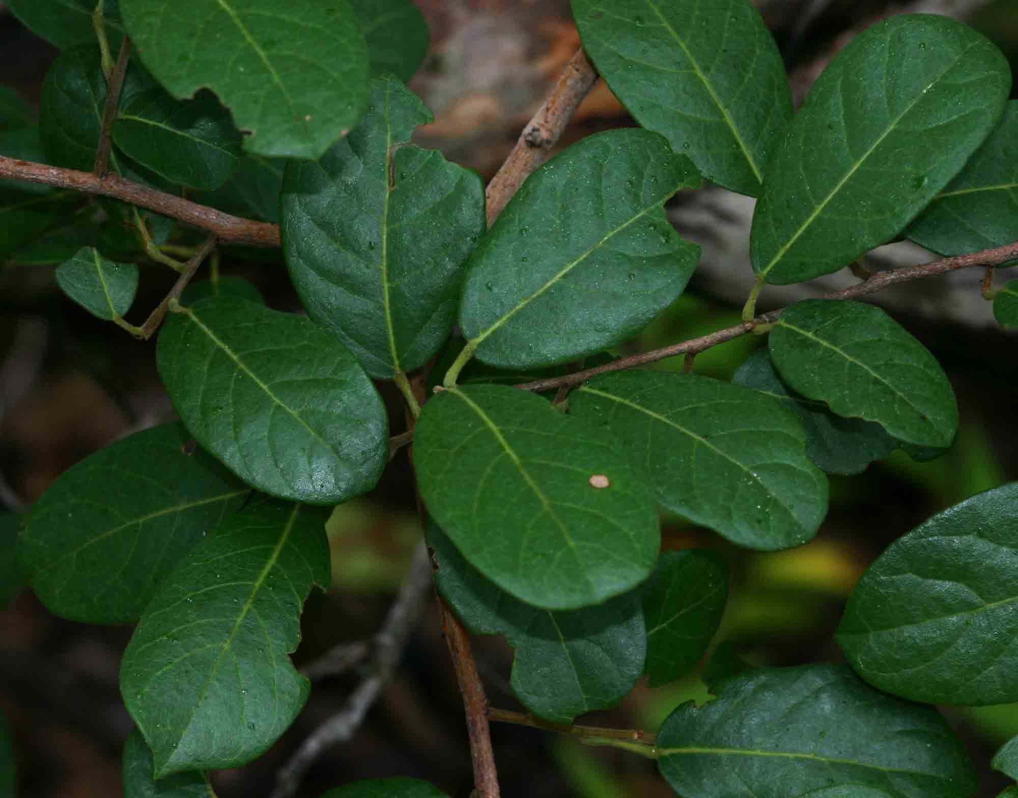 Hymenocardia acida var. acida