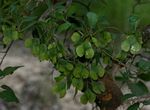 Hymenocardia acida var. acida