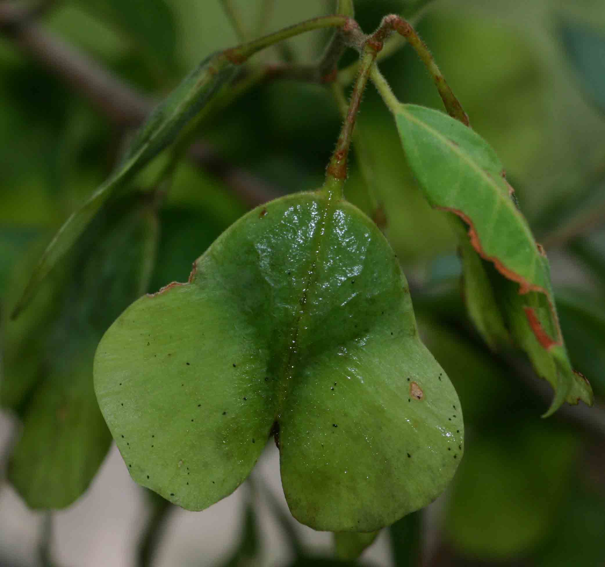 Hymenocardia acida var. acida