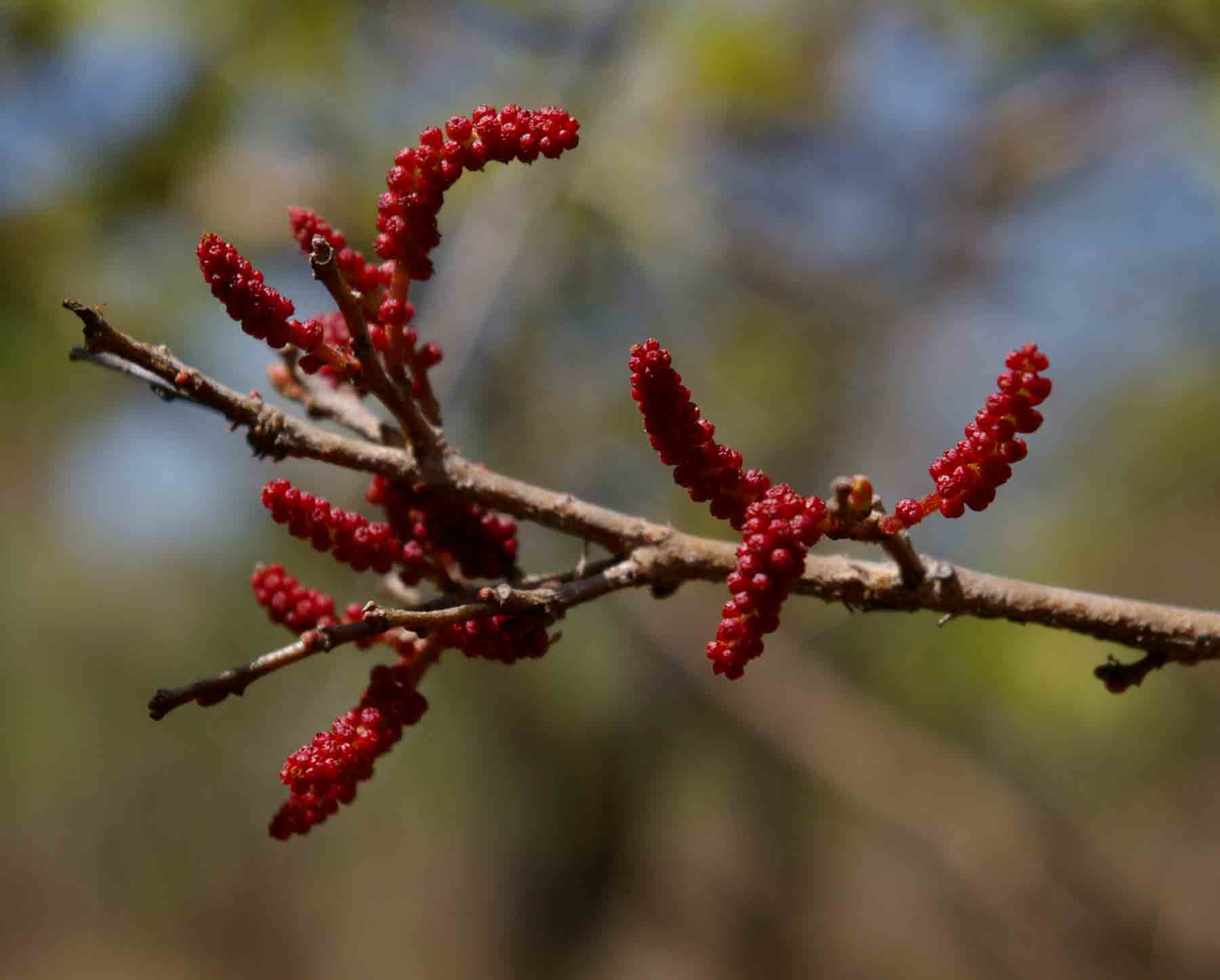 Hymenocardia acida var. acida