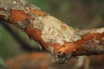 Hymenocardia acida var. acida