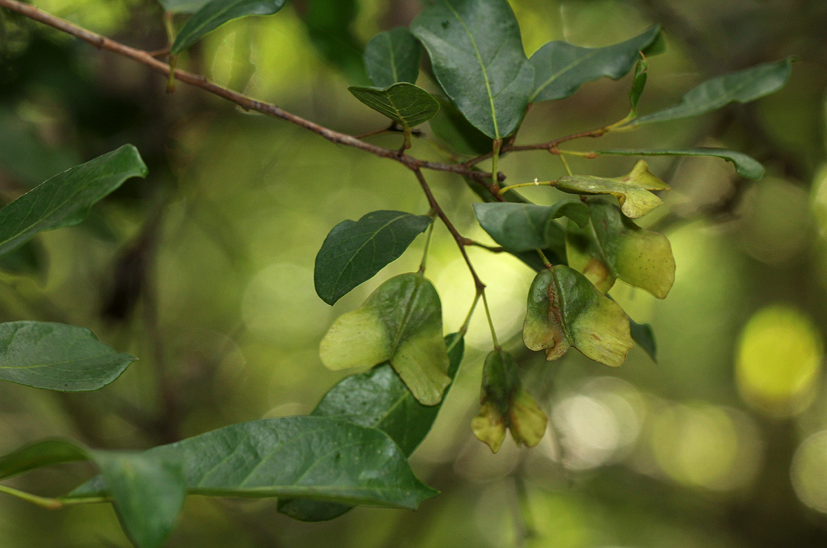 Hymenocardia acida var. acida