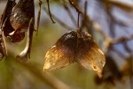 Hymenocardia acida var. acida
