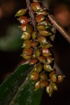 Antidesma vogelianum