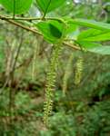 Antidesma vogelianum