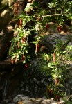 Antidesma vogelianum